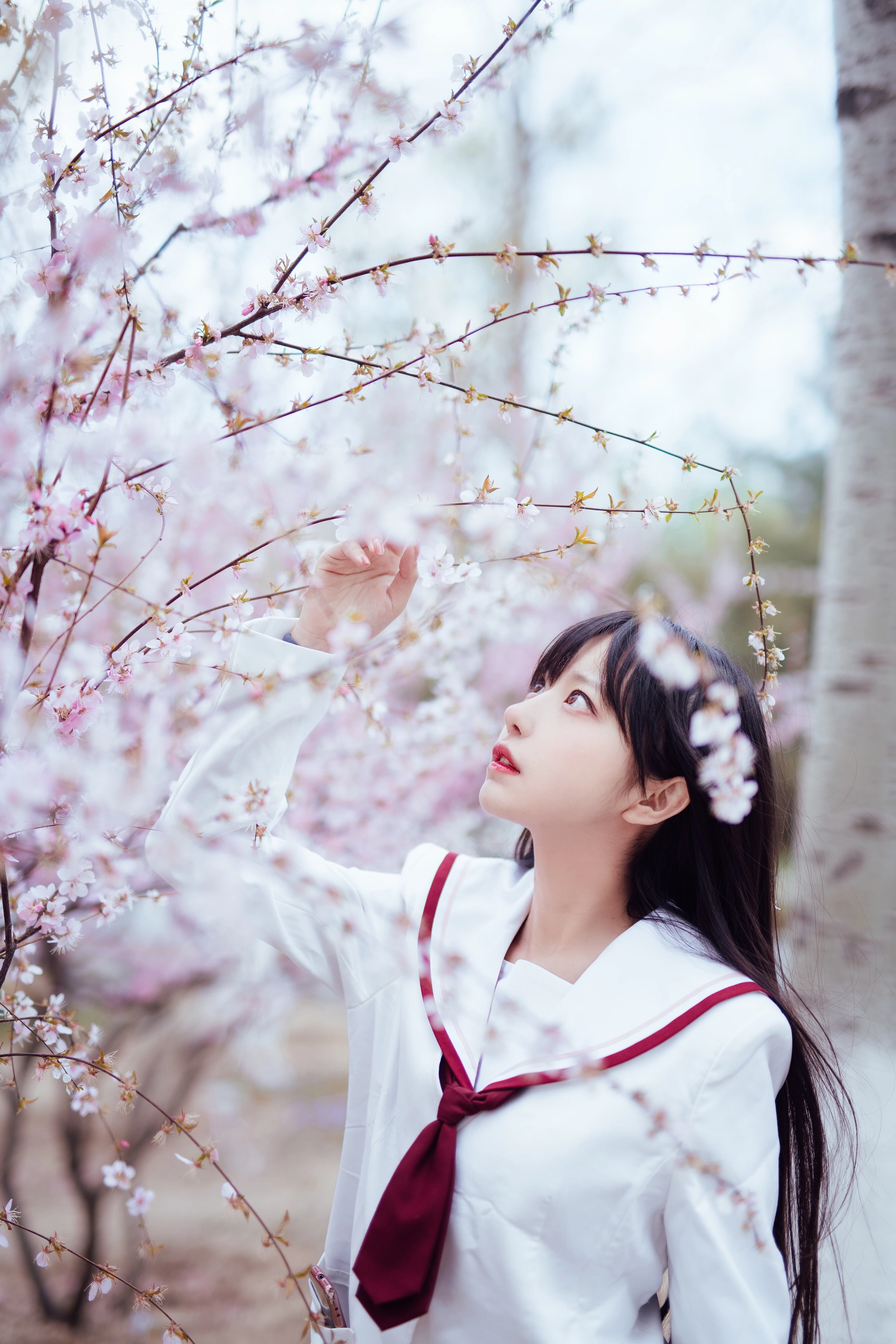 Shika小鹿鹿 - NO.47 樱花 2